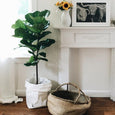 Modern living room with a large plant in a paper sac