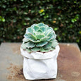 Plant in a small washable paper sac