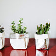 Three plants in washable paper sacs